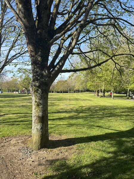 You can see the ring of brown dirt around the tree.