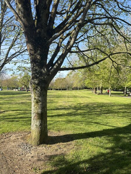 You can see the ring of brown dirt around the tree.