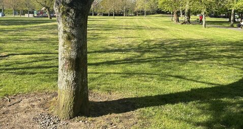 People’s Park is oasis for ordinary workers of Waterford - it needs to be an oasis for nature too