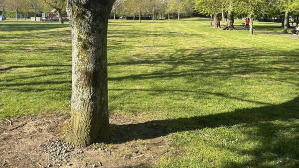 People’s Park is oasis for ordinary workers of Waterford - it needs to be an oasis for nature too
