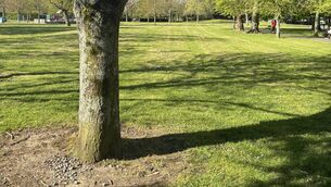 <p>You can see the ring of brown dirt around this tree in Waterford's People's Park.</p>