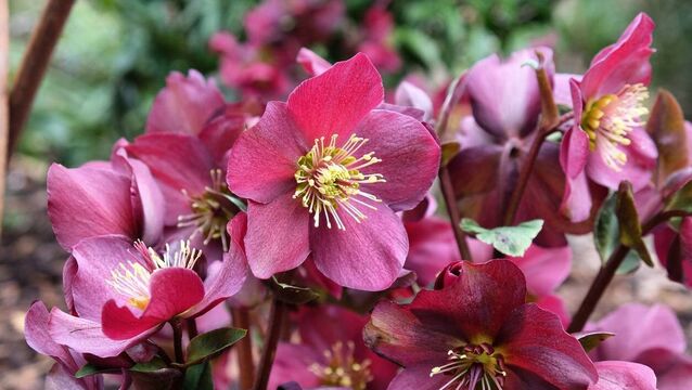 Green Fingers: New twists on flowering perennials