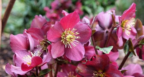 Green Fingers: New twists on flowering perennials
