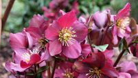 Green Fingers: New twists on flowering perennials
