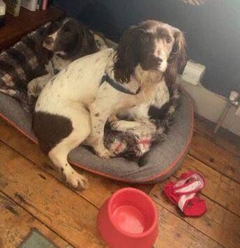 Kylie went missing at Woodstown Beach in Waterford on Saturday, April 24.