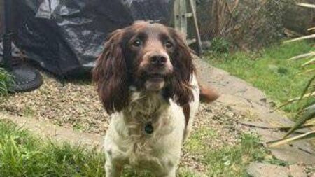Appeal made for missing dog in Waterford