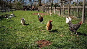 Carlow seeks feedback on €20 million upgrades