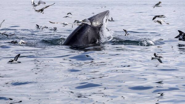 Irish Whale and Dolphin showcase set for County Waterford
