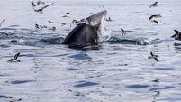 Irish Whale and Dolphin showcase set for County Waterford