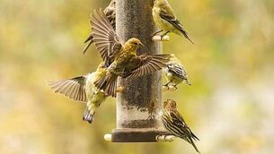 Two soldiers ‘lost control’ in fatal shootings in Belfast 50 years ago – coroner