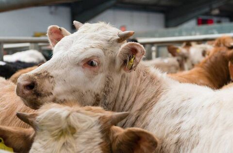 Waterford Farming: Latest results from Dungarvan Mart
