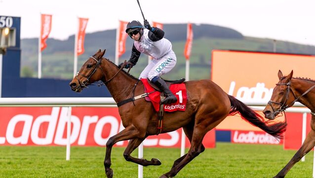 Super treble for Team Knockeen at Peerless Punchestown