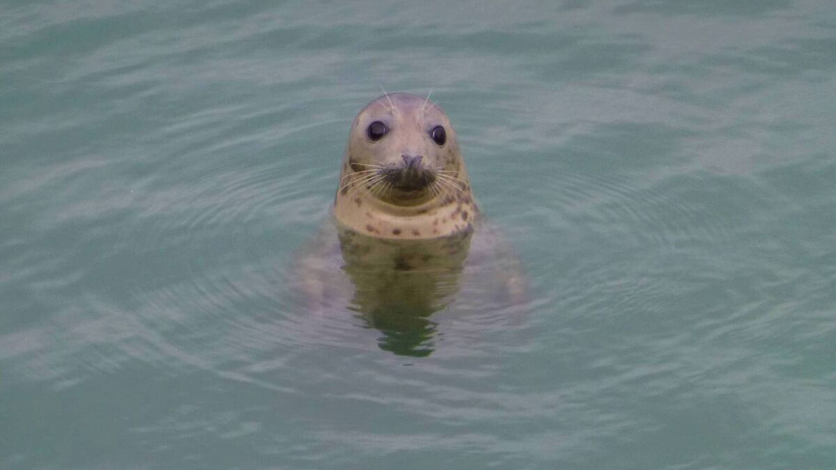 Seal rescue volunteer training session to take place in Waterford 