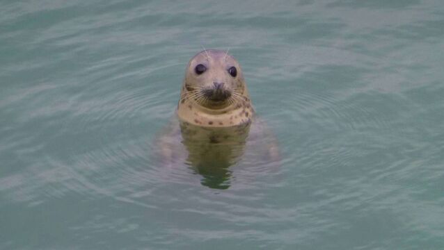 <p>Seal rescue volunteer training session to take place in Waterford</p>