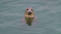 Seal rescue volunteer training session to take place in Waterford 