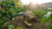 Green Fingers: We are in new gardening territory this year