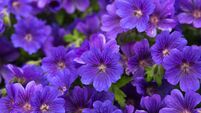 Green Fingers: The need for something different continues