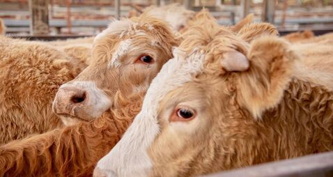 Latest results from Dungarvan Mart