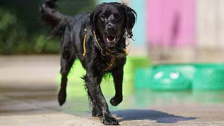 'Twenty is Plenty': Dogs Trust warns owners to rethink walks as temperatures rise