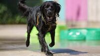 'Twenty is Plenty': Dogs Trust warns owners to rethink walks as temperatures rise
