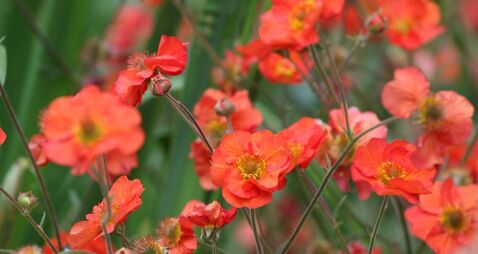 Green Fingers: More flowering plants needed