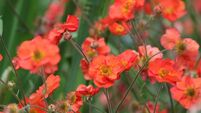 Green Fingers: More flowering plants needed