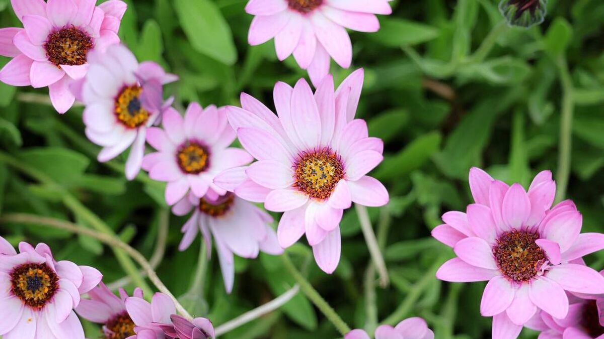 Green Fingers: African daisies at home in some areas