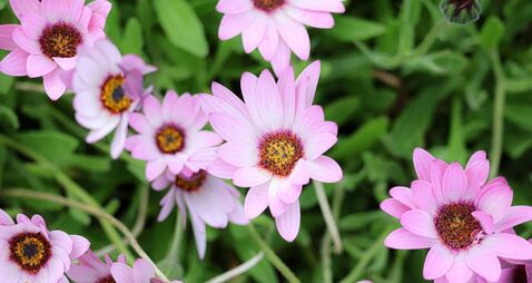 Green Fingers: African daisies at home in some areas