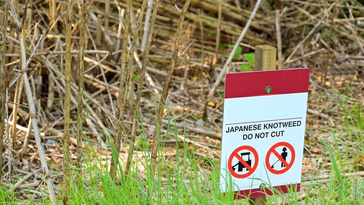 Invasive species leaves Council 'toothless' unless cutting stopped