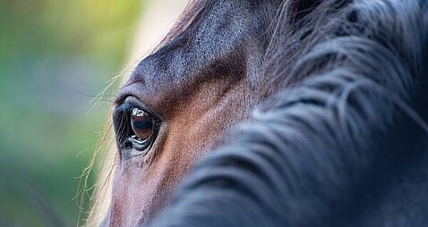 Animal charity calls for ban of sulky horse activity on public roads