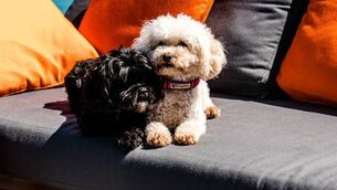 <p>Waterford is reinforcing its reputation as a great destination for visitors with pets</p> <p>Waterford is reinforcing its reputation as a great destination for visitors with pets</p>