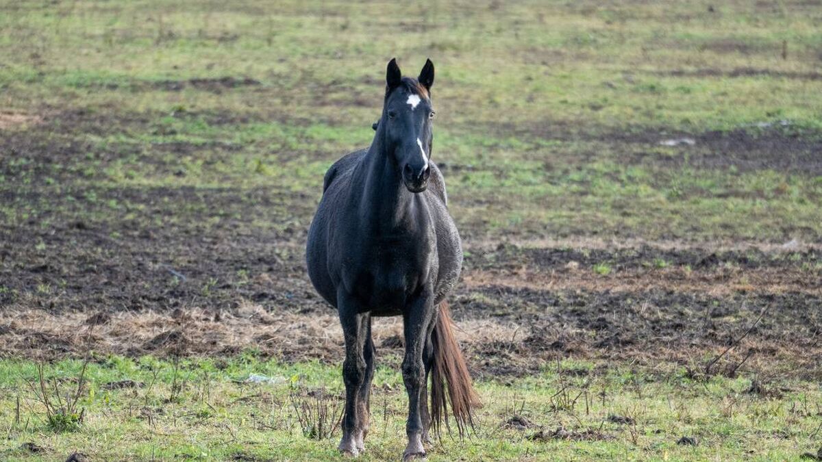Council proposals to make Travellers apply for horse licences could lead to discrimination