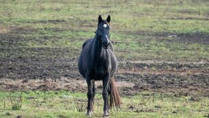 <p>Horses are an important part of Traveller culture, says Ms Connors Alderidge. Photo: iStock</p> <p>Horses are an important part of Traveller culture, says Ms Connors Alderidge. Photo: iStock</p>