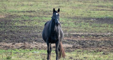 Council proposals to make Travellers apply for horse licences could lead to discrimination