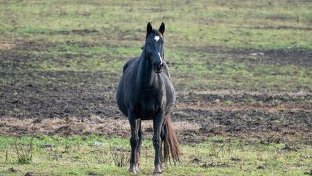 Council proposals to make Travellers apply for horse licences could lead to discrimination
