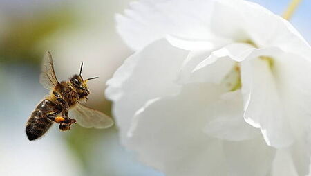 Churches and graveyards become biodiversity havens