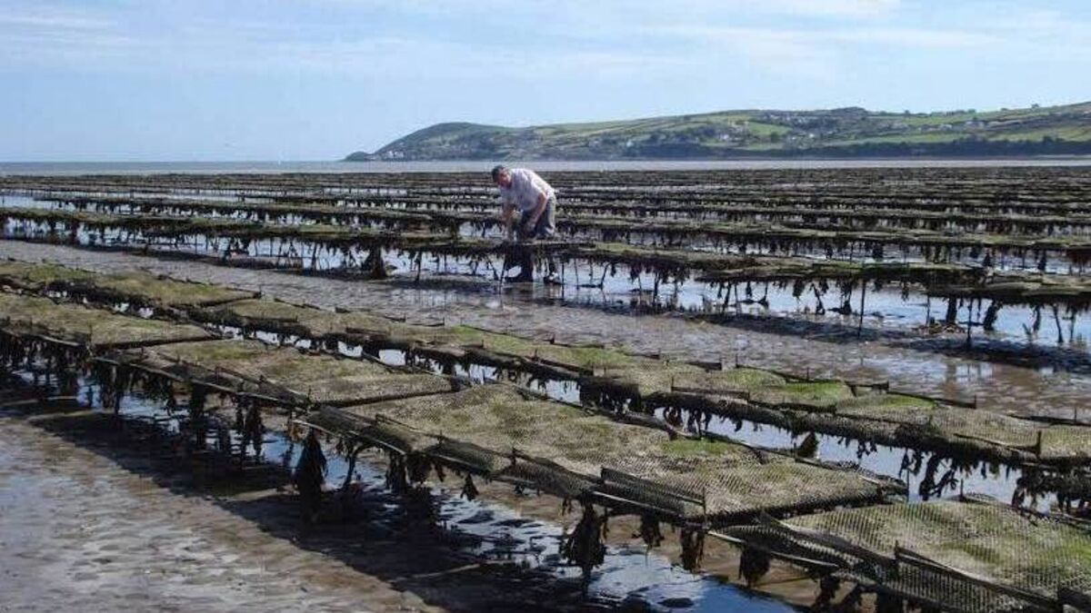€9 million worth of Oysters found dead in Waterford – no one can figure out why