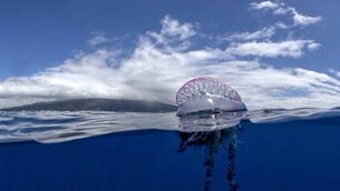 <p>The jellyfish were sighted in the water off Ardmore by local lifeguards. Pic: Waterford City & County Council FB</p> <p>The jellyfish were sighted in the water off Ardmore by local lifeguards. Pic: Waterford City & County Council FB</p>