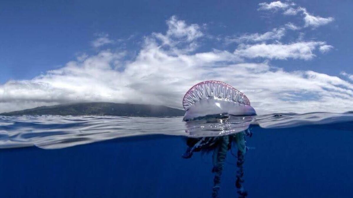 Jellyfish warning in place for popular Waterford coastal area
