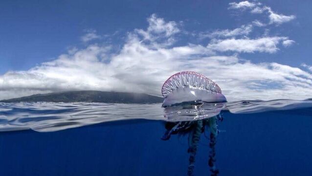 <p>The jellyfish were sighted in the water off Ardmore by local lifeguards. Pic: Waterford City &amp; County Council FB</p>