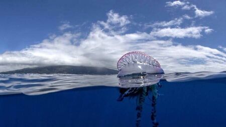 Jellyfish warning in place for popular Waterford coastal area