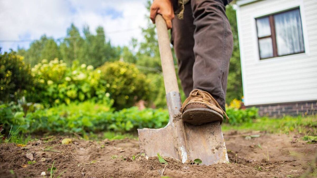 Green Fingers: Great expectations from our plants
