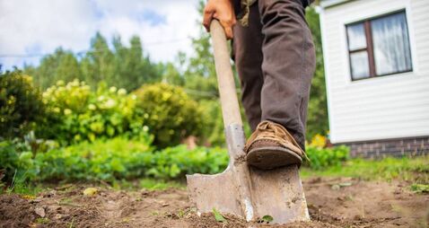 Green Fingers: Great expectations from our plants