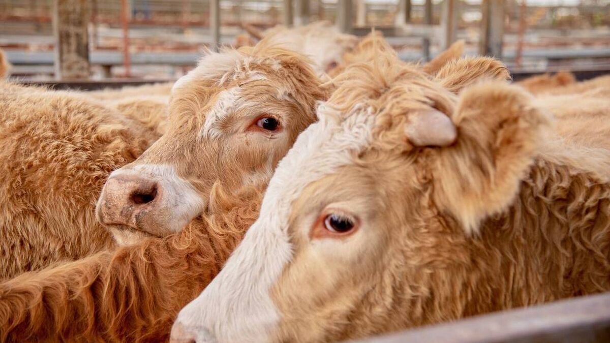 Farming: Latest results from the sales rings at Dungarvan Mart 