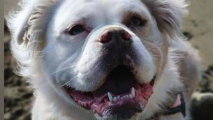<p>Nose of Tralee's Izzy Bear Hoban, representing Waterford!</p>