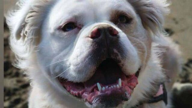 <p>Nose of Tralee's Izzy Bear Hoban, representing Waterford!</p>