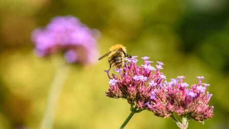 Green Fingers: Walk on the wild side