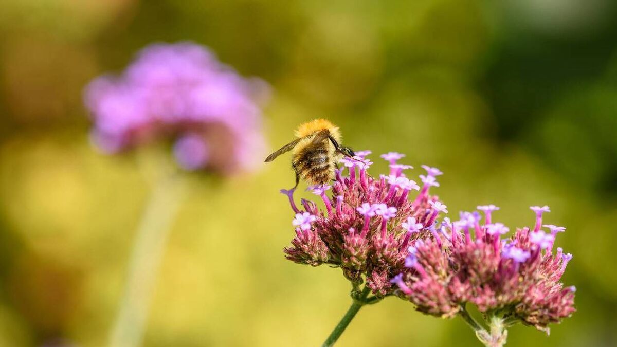 Green Fingers: Walk on the wild side