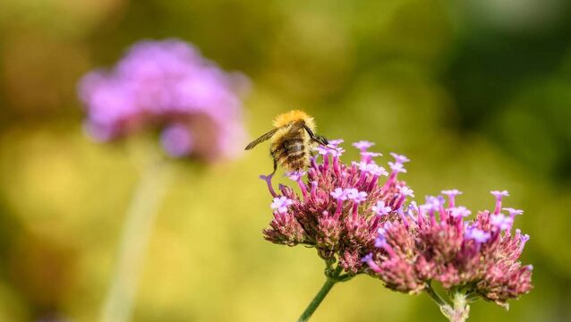 <p>For longer-lasting flowers suitable for wildlife plant perennials, such as verbena bonariensis, pictured. </p>