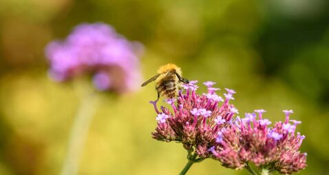 Green Fingers: Walk on the wild side